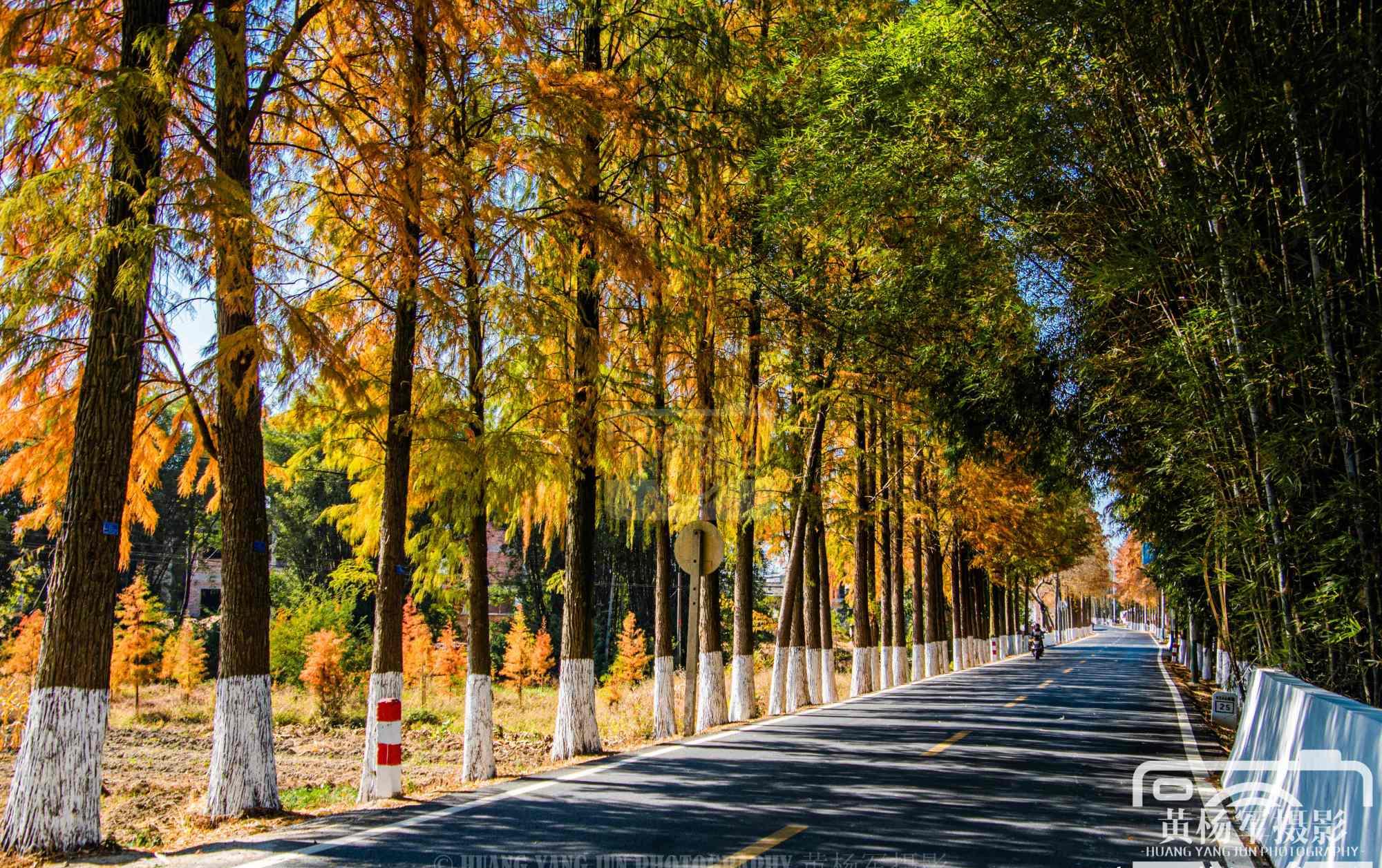 广东最美的落羽杉公路,距始兴县城仅4分钟,绵延22公里很壮观