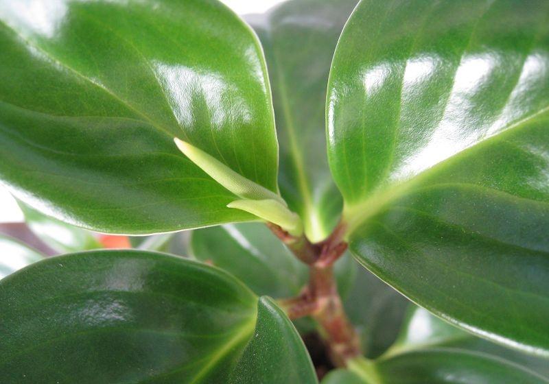 此花象征着公平和公正代表一份坚持和信念是寓意非常好的花卉