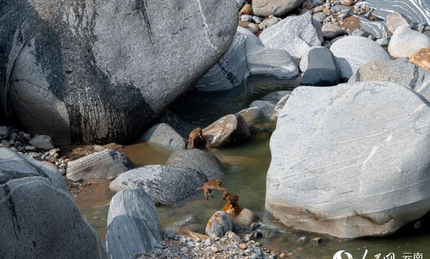 罕见!26只熊猴在德宏大盈江集体洗澡(图)