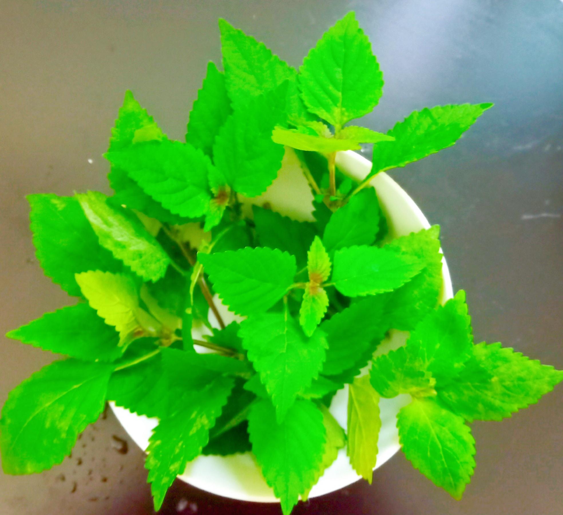 木姜油是木姜菜榨的油,还是木姜子熬的油呢