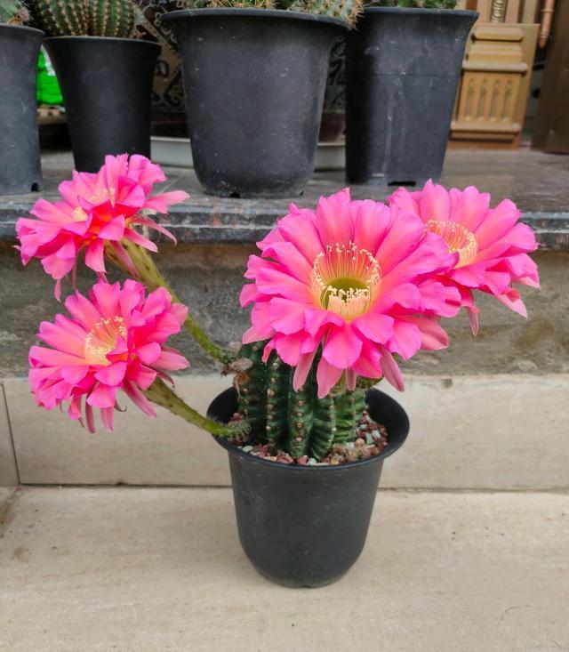 仙人球界的开花机器浓桃筋一年多次重复开花