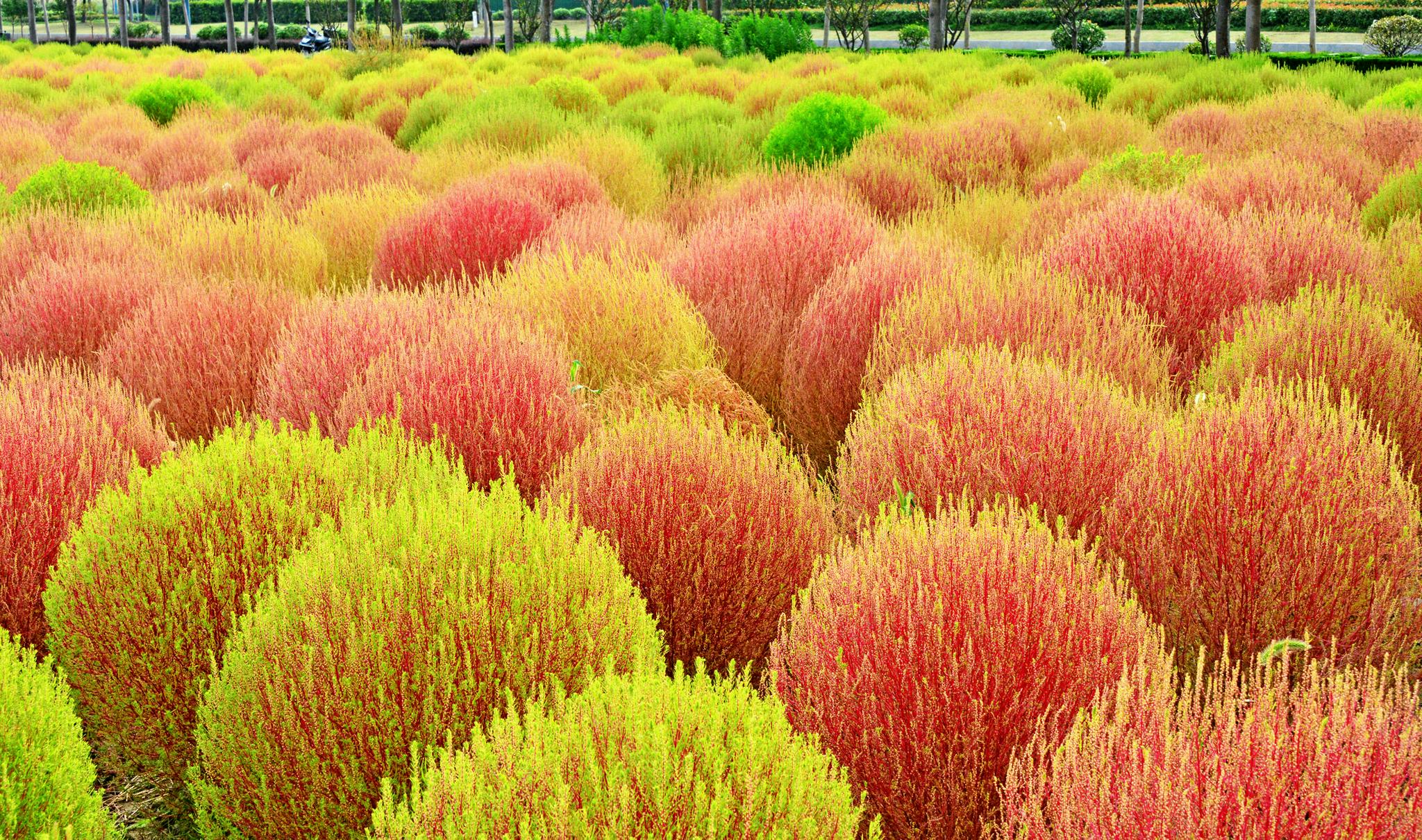 蓝天白云红地肤江苏无锡锡山区安镇街道