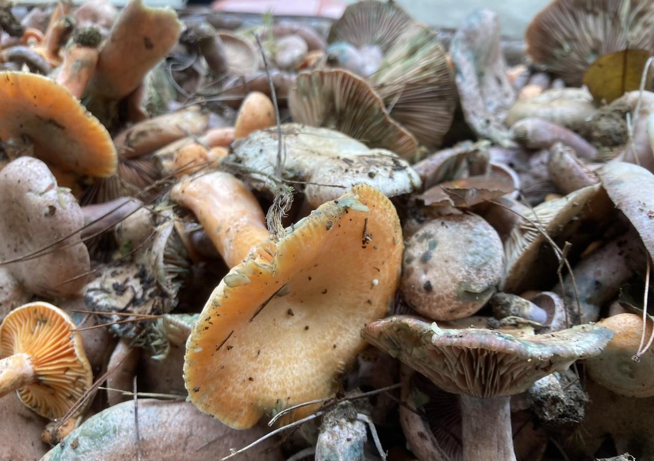 平昌秋天的尝鲜时节,捡野生菌子!__财经头条