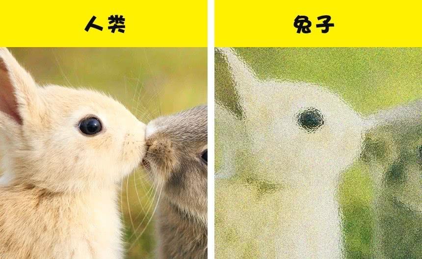 与人类相比10种动物的眼中所看到的世界的样子