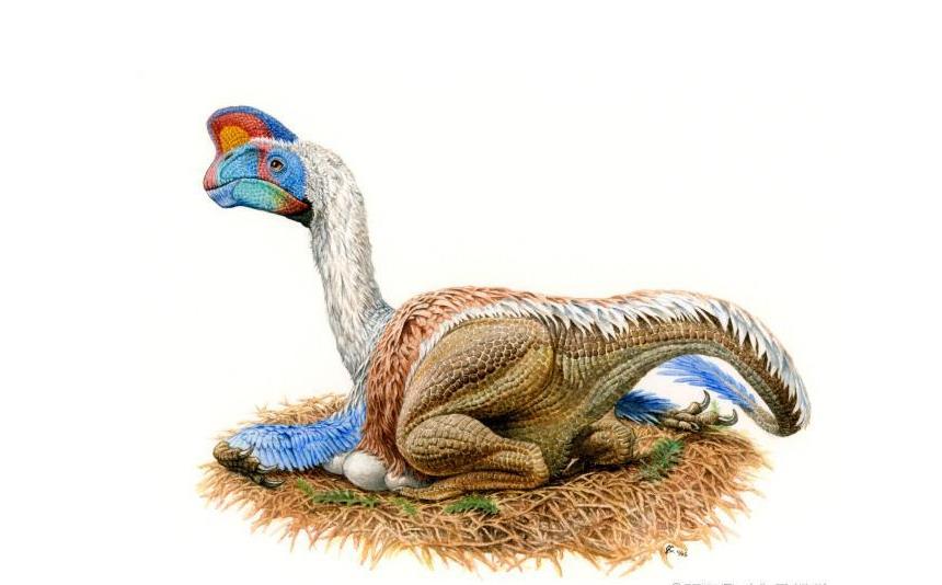 中华贝贝龙化石显示,它是长有羽毛并且有喙,与鸟类近亲的窃蛋龙