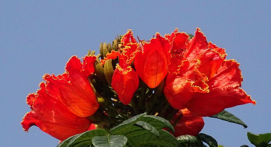 火烧花,花如其名,深红色花瓣的边缘有一圈金色的花纹,每一片花瓣都像