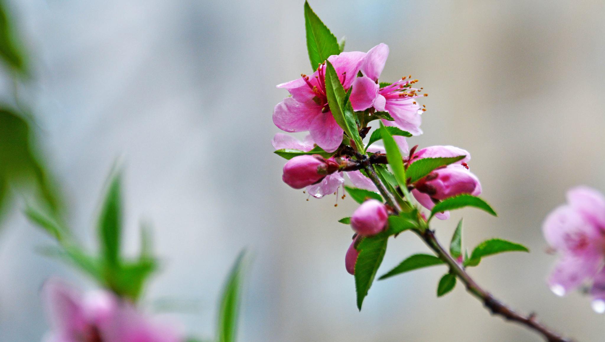 娇艳欲滴的春雨桃花