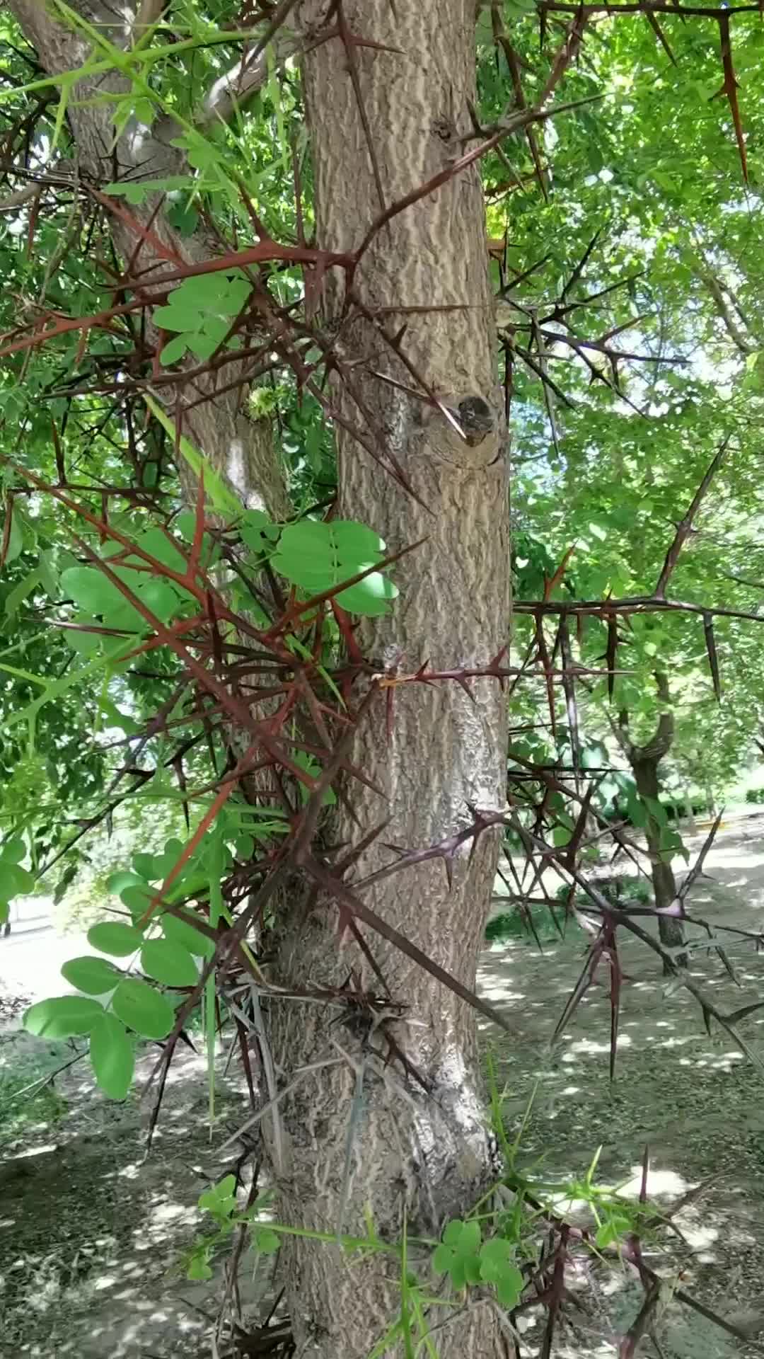 皂角树干上的刺,原创视频