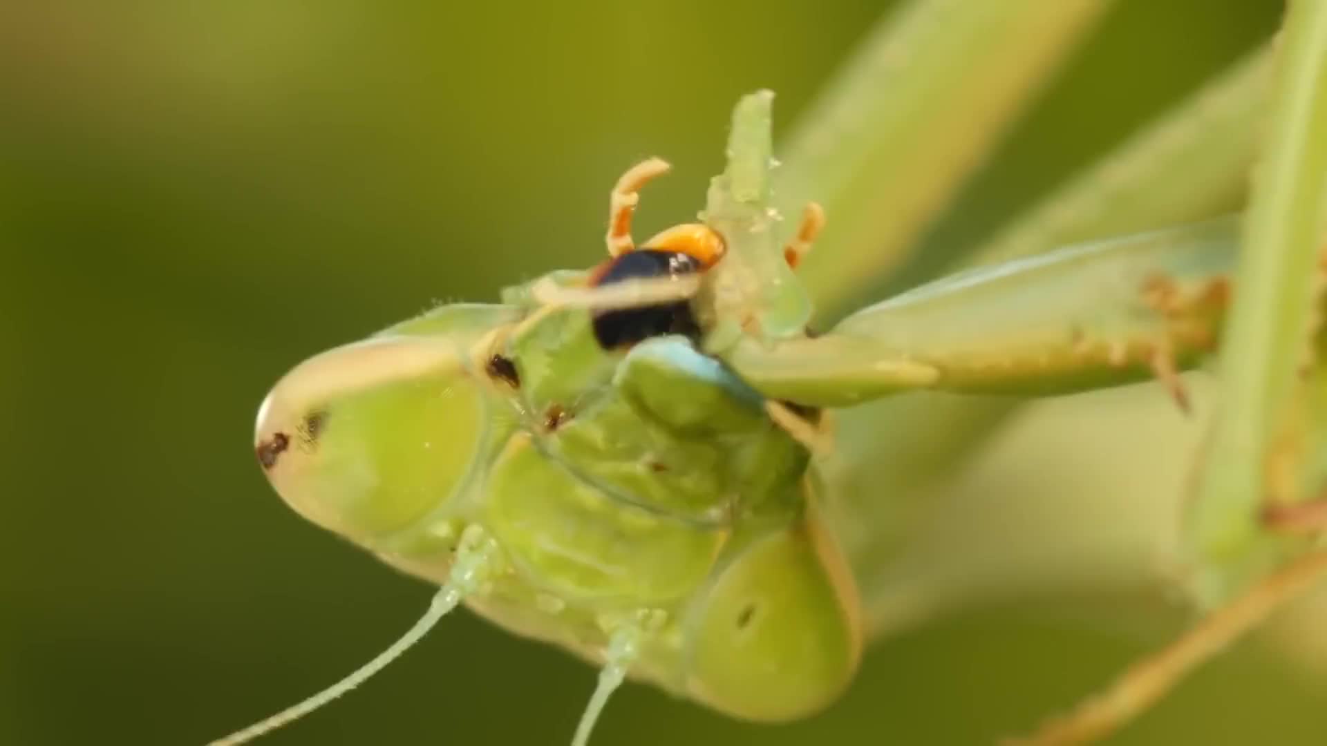 螳螂与水蛭的对决仅凭一招就分出了胜负千万不要眨眼