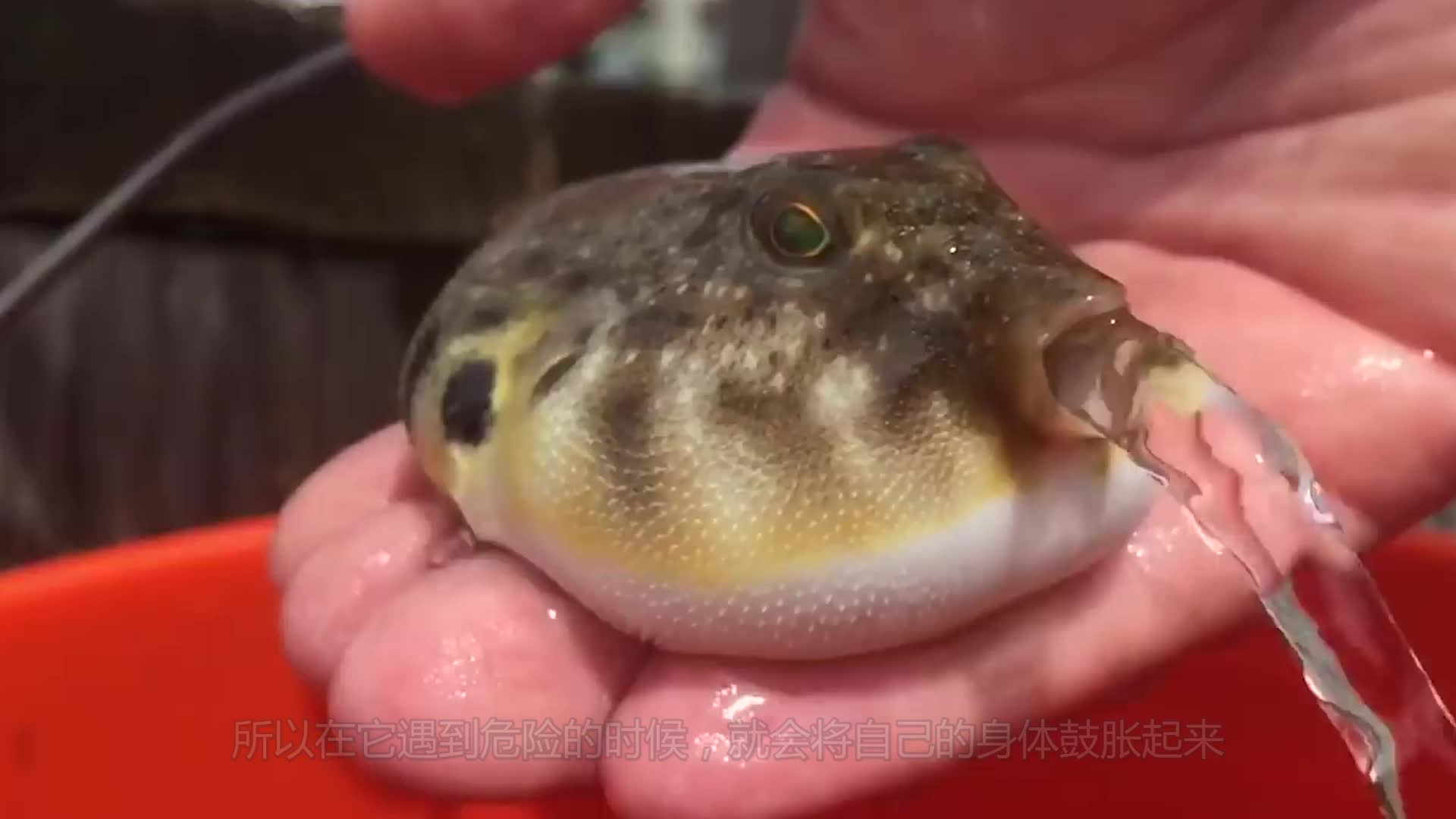 男子趁着河豚吸气时,给它抽了一根烟,镜头拍下搞笑一幕