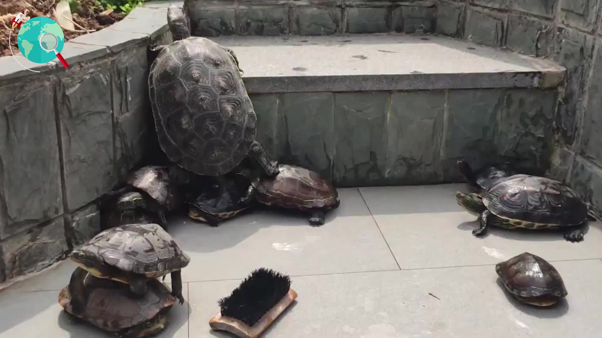 大爷喂养的乌龟突然失踪,13年后搬家被发现,它都经历了什么?