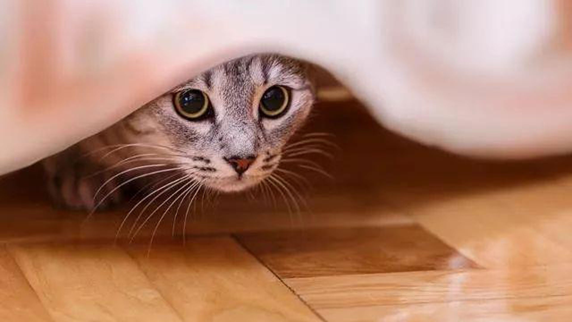 猫突然原地跳起炸毛满屋子狂奔后疑神疑鬼地害怕警惕是什么原因