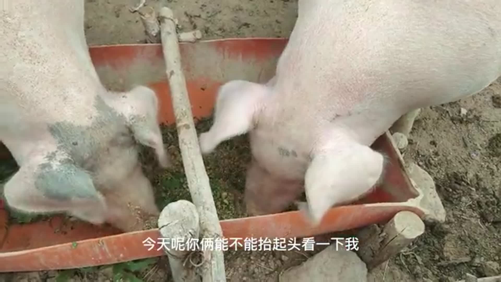 小姐姐跟两头猪吵架,还跟他们说猪肉哪里好吃,猪的反应绝了