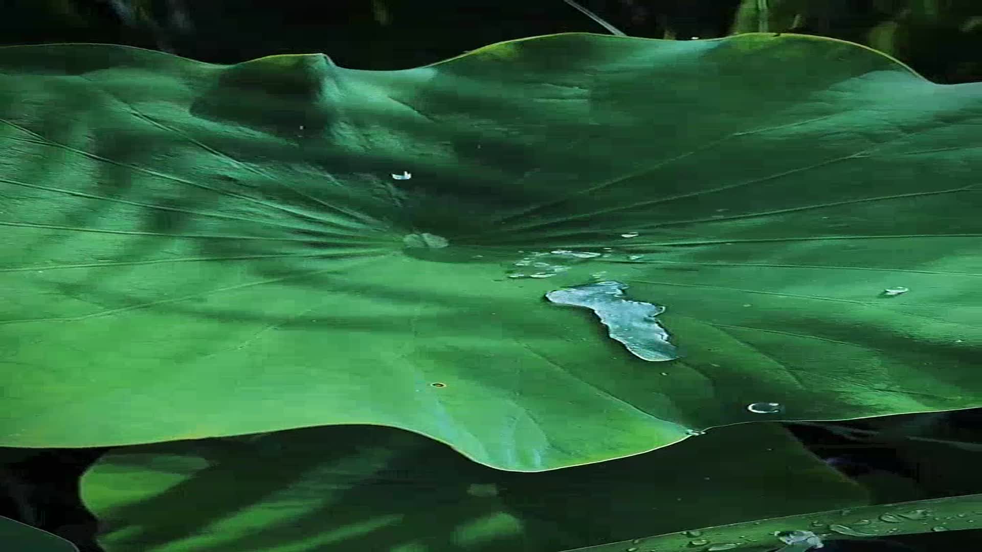 深情献唱歌词优美《二泉吟-卓依婷》