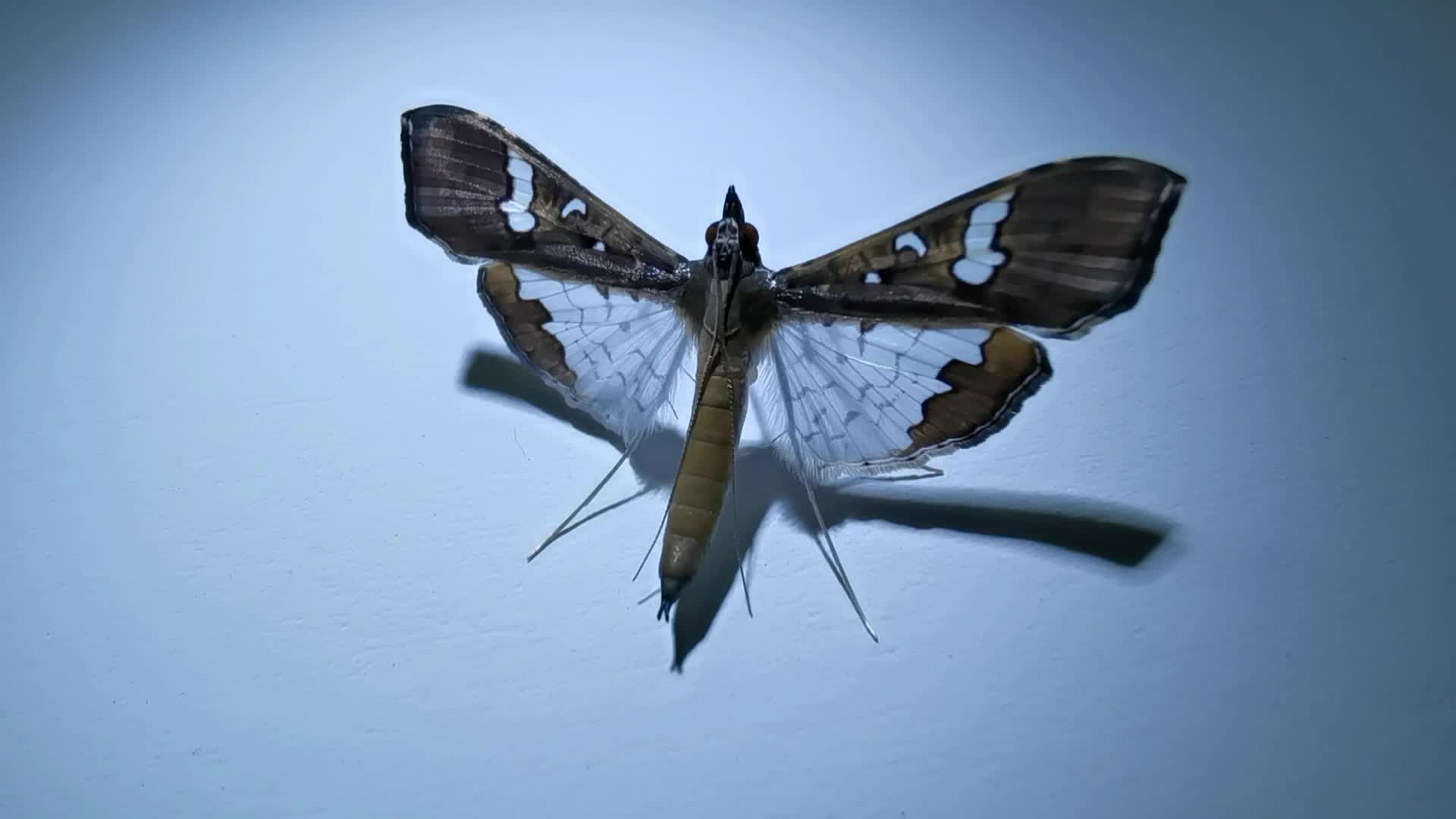 一只飞蛾,原创视频