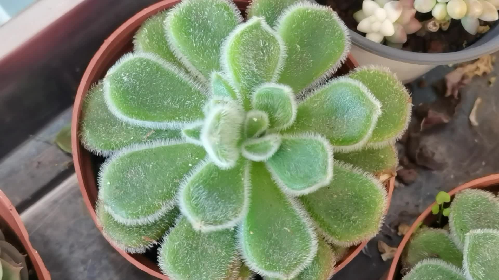 多肉植物绒毛掌原创视频