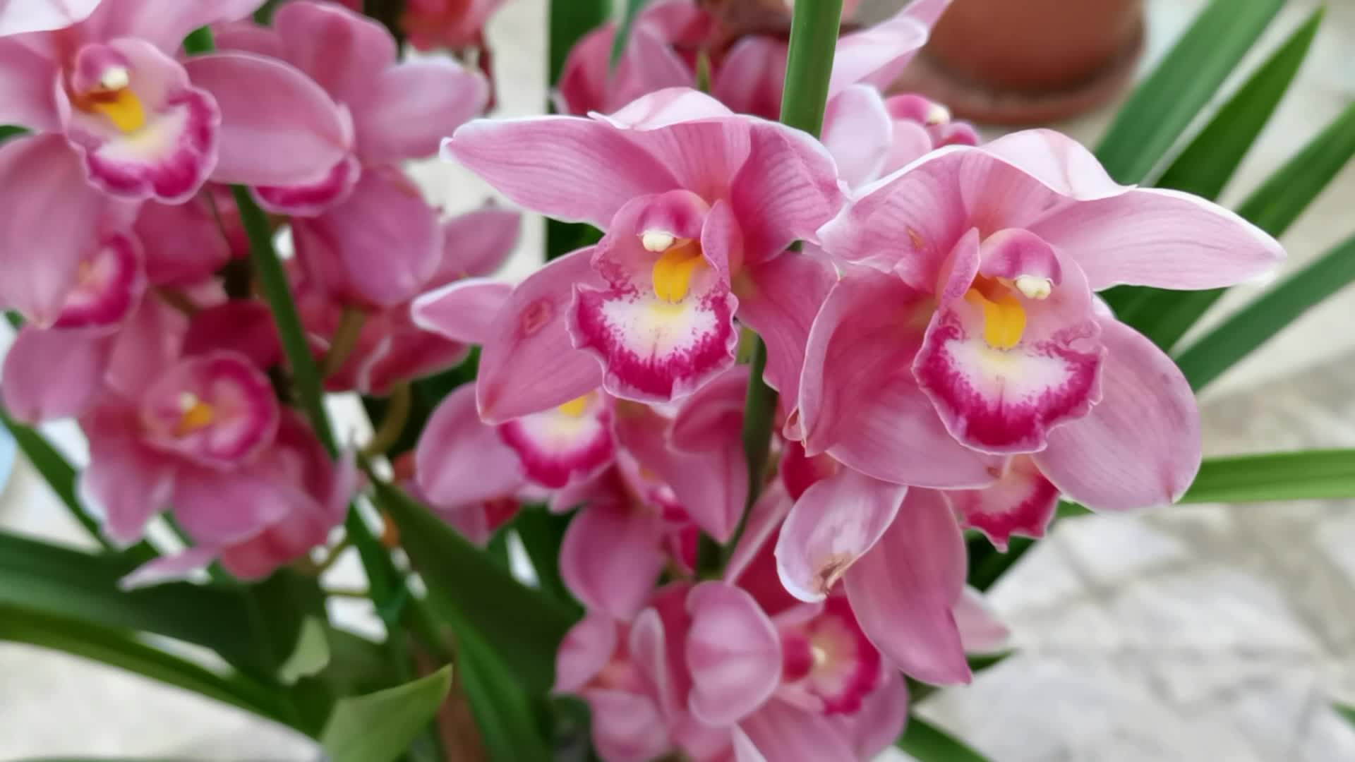 粉色美丽的大花蕙兰原创视频