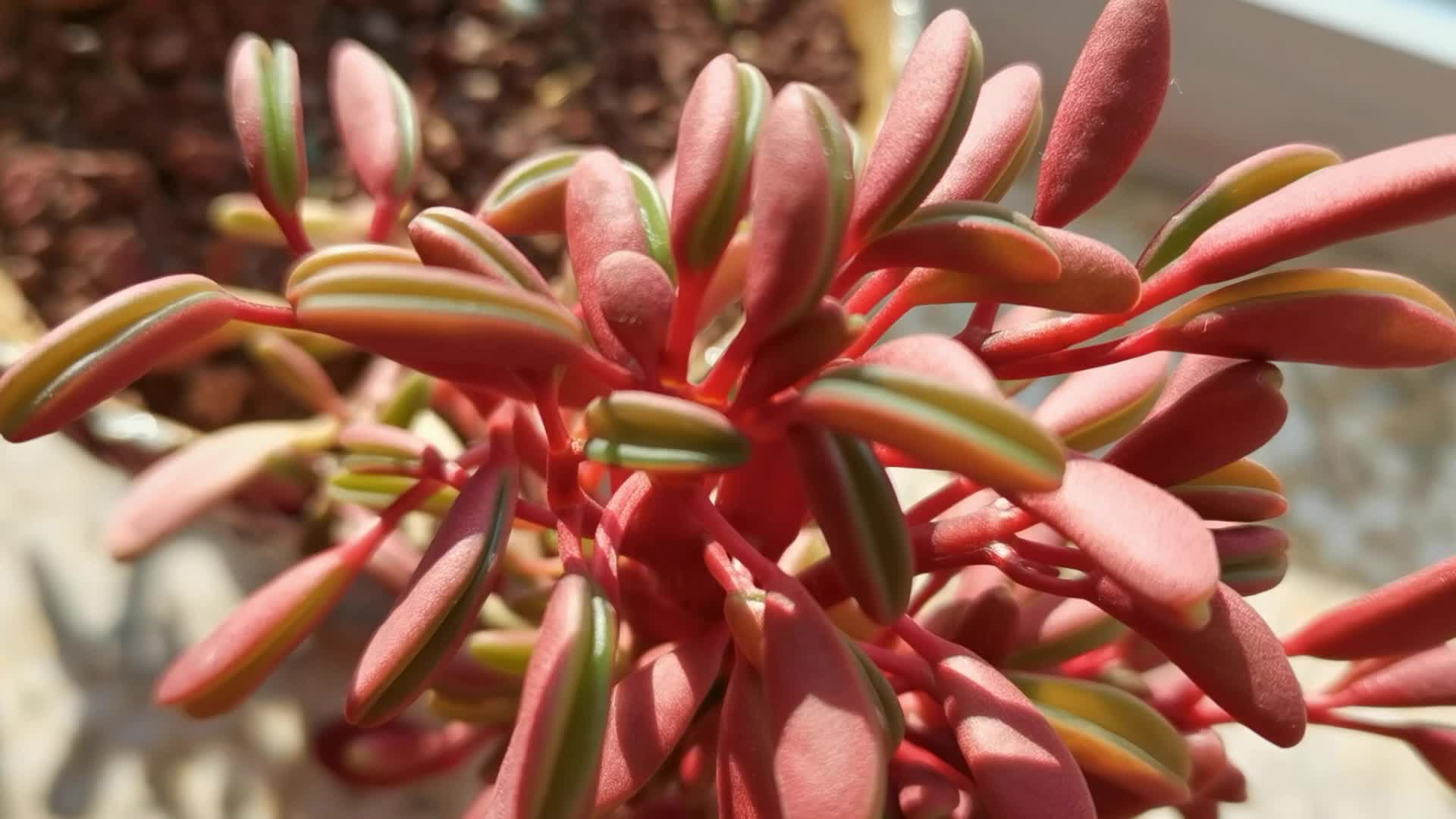 形状特别的红背椒草原创视频