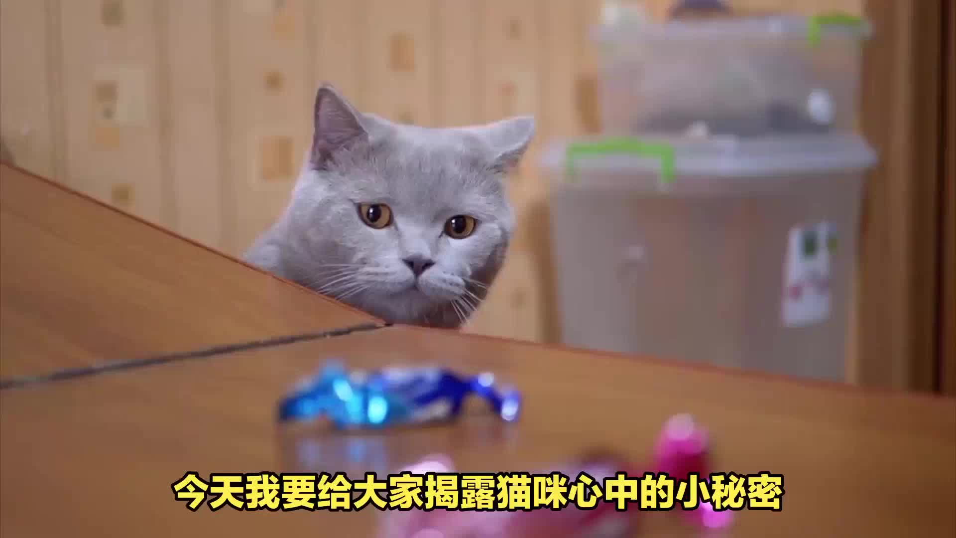 揭秘：猫咪心中的10个小秘密，你一定不知道