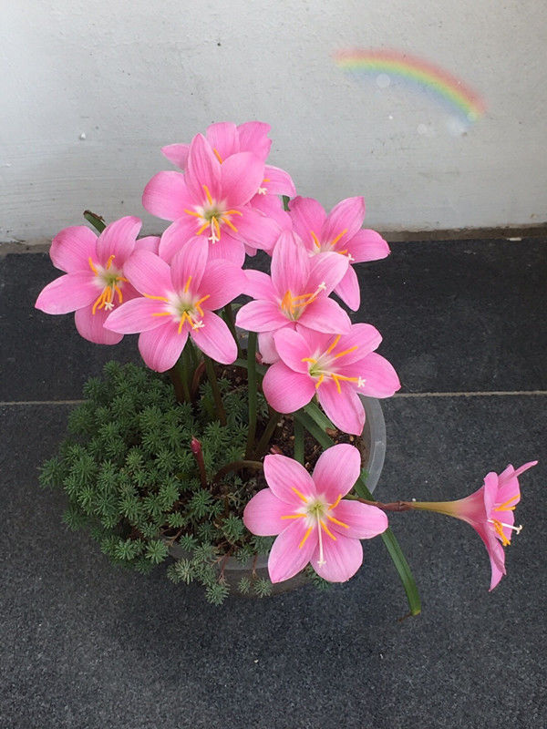 花茎从叶丛中抽出,单生于花茎顶端,花喇叭状,花瓣6瓣,粉红色,成年植株