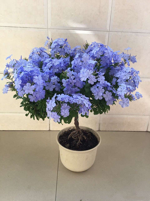 里阳台必养此款花卉,耐寒易打理,开花爆盆花期长,真漂亮