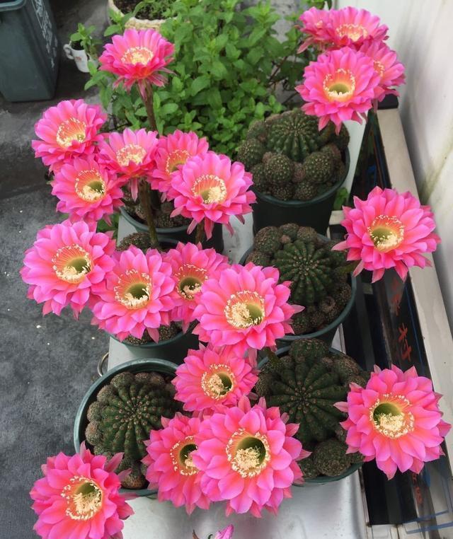 仙人球界的开花机器浓桃筋一年多次重复开花