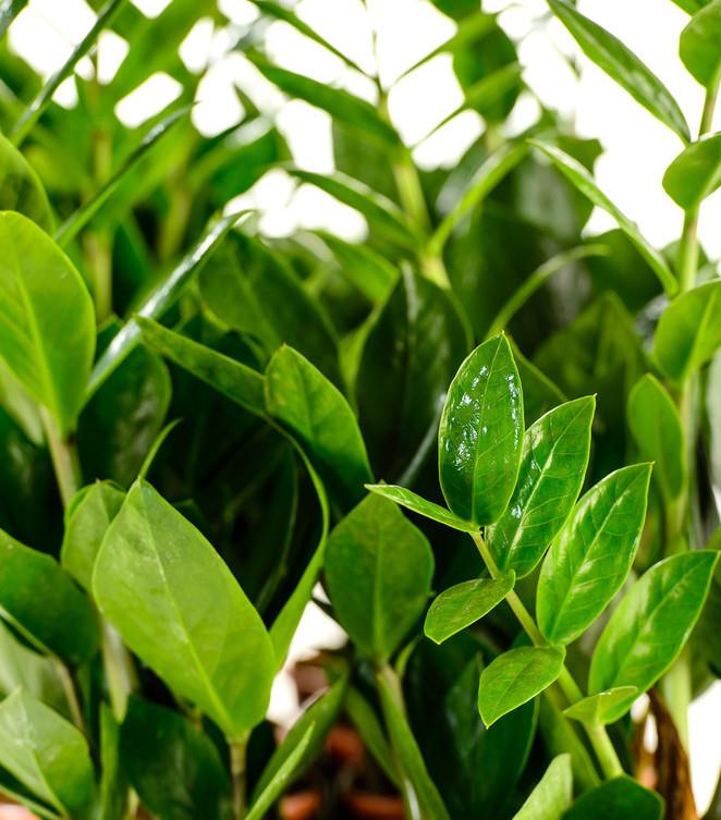 温度越来越高,养金钱树要"当心",2件事做不好,黑腐又黄叶