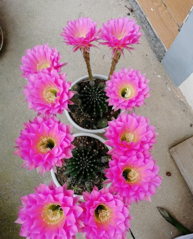 仙人球界的开花机器浓桃筋一年多次重复开花