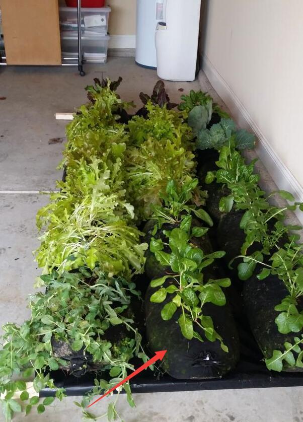 有个聪明邻居就是好套个纱布袋种菜一收一袋我天天去蹭菜吃