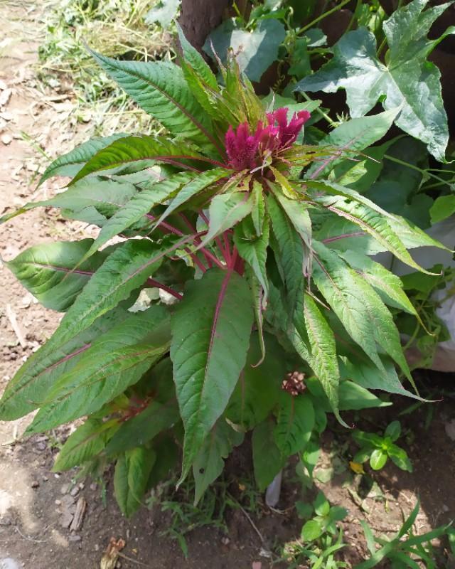 红红火火的鸡冠花|鸡冠花|叶色|花朵_新浪新闻