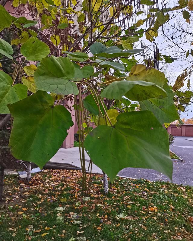 庭院绿化常用树种,梓树__财经头条
