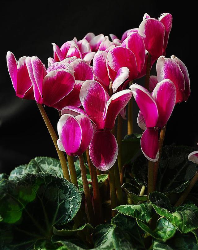 仙客来花期超长赛过塑料花湿润不积水