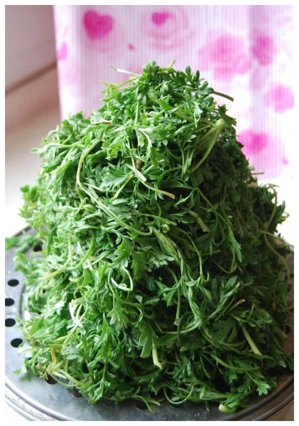 年轻人很少有人知道它,都是一些上了年纪的人,会用白蒿泡水喝,对肝脏