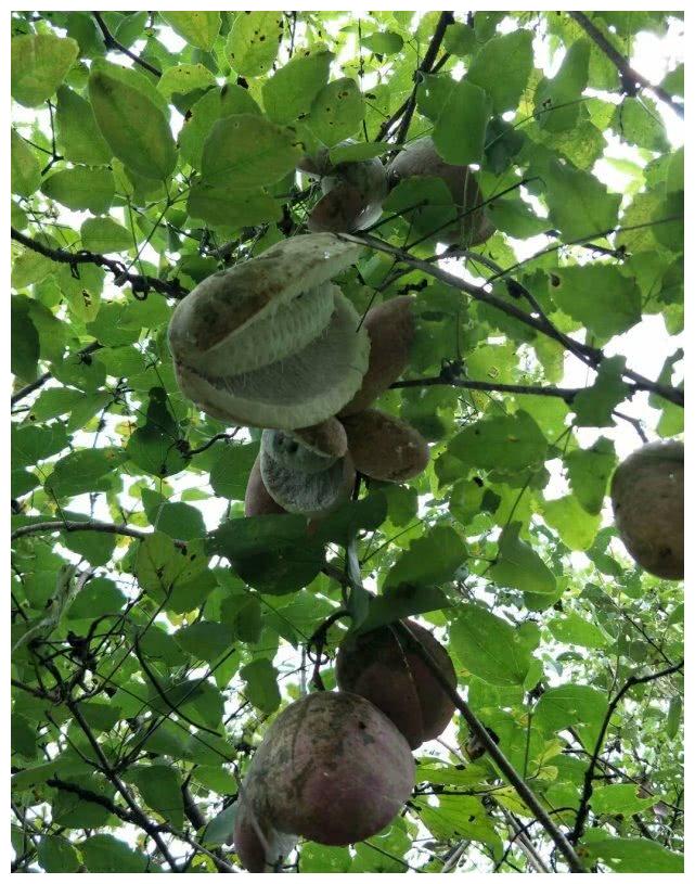 山里人常见的6种野生水果,城里人很少见,最后一种谁见过?