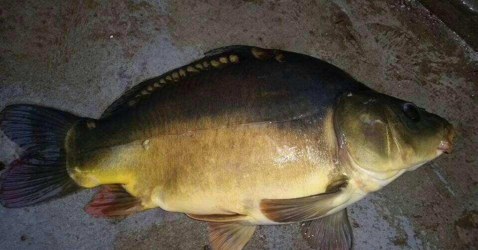 这种鱼国外没人吃引进国内却大受欢迎被誉为金宝鱼