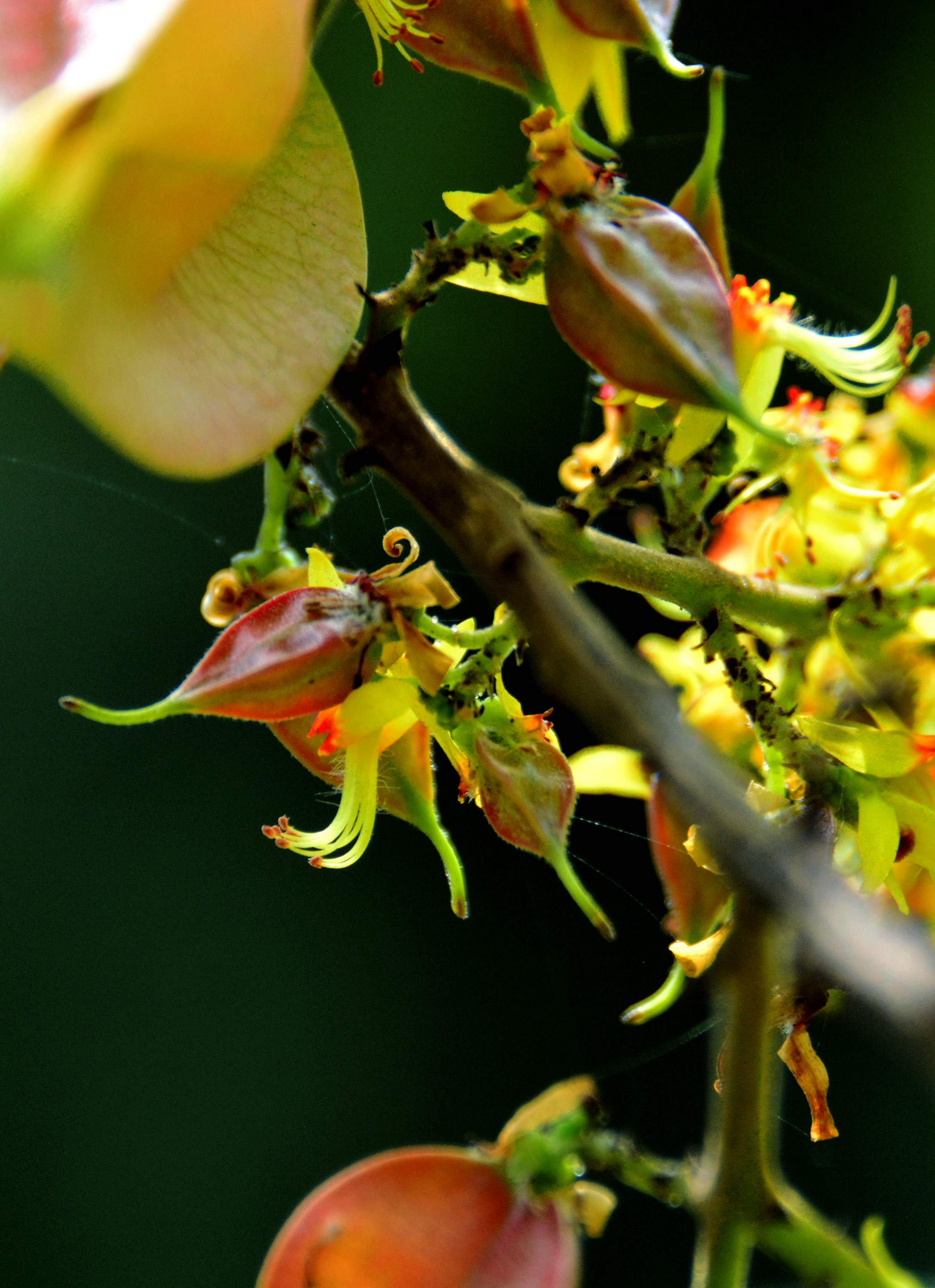 栾树花开秋意渐浓