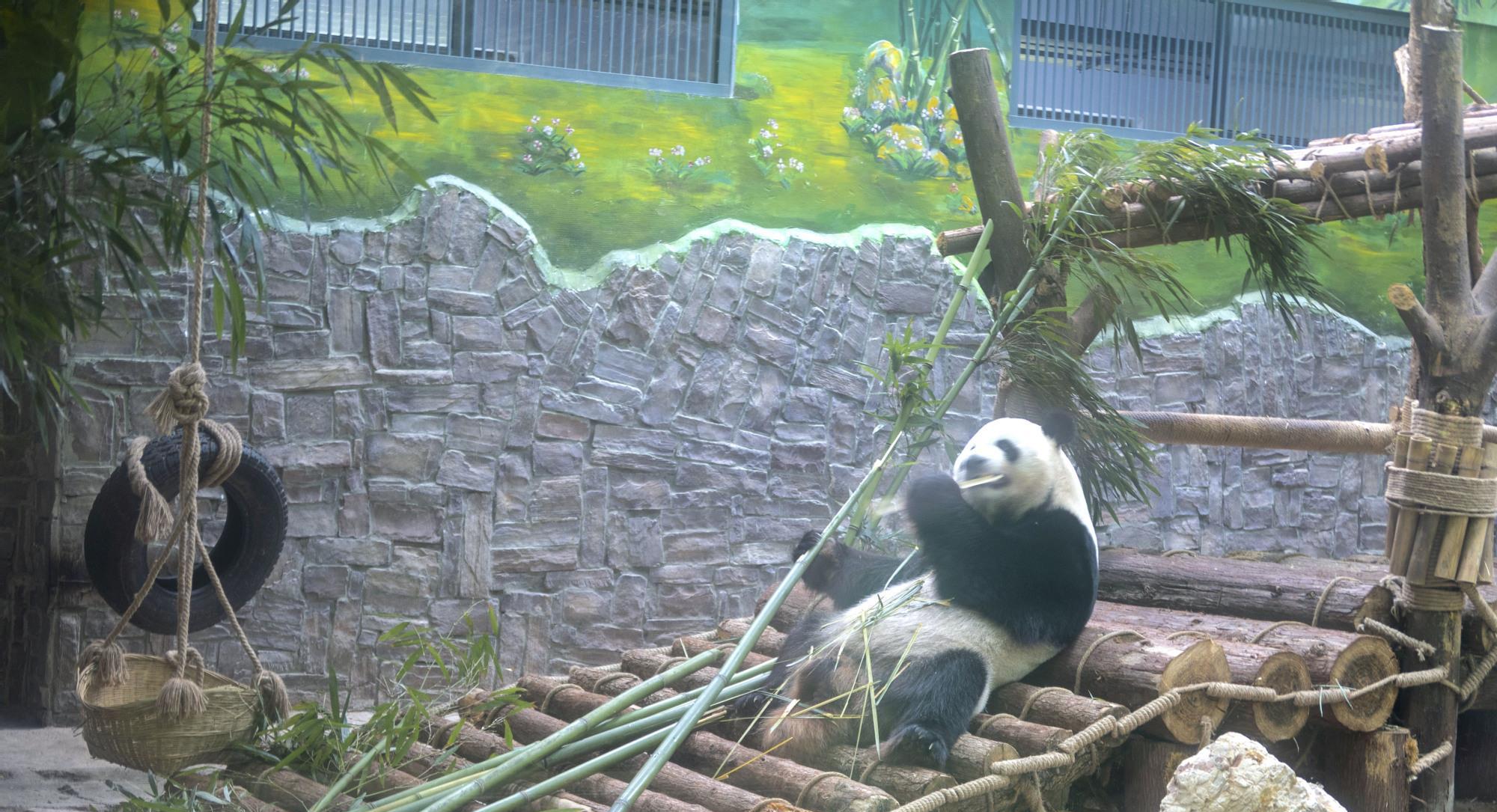 在中国不是所有动物园都能"请"的动大熊猫的,而贵阳就有4只,2只在贵阳