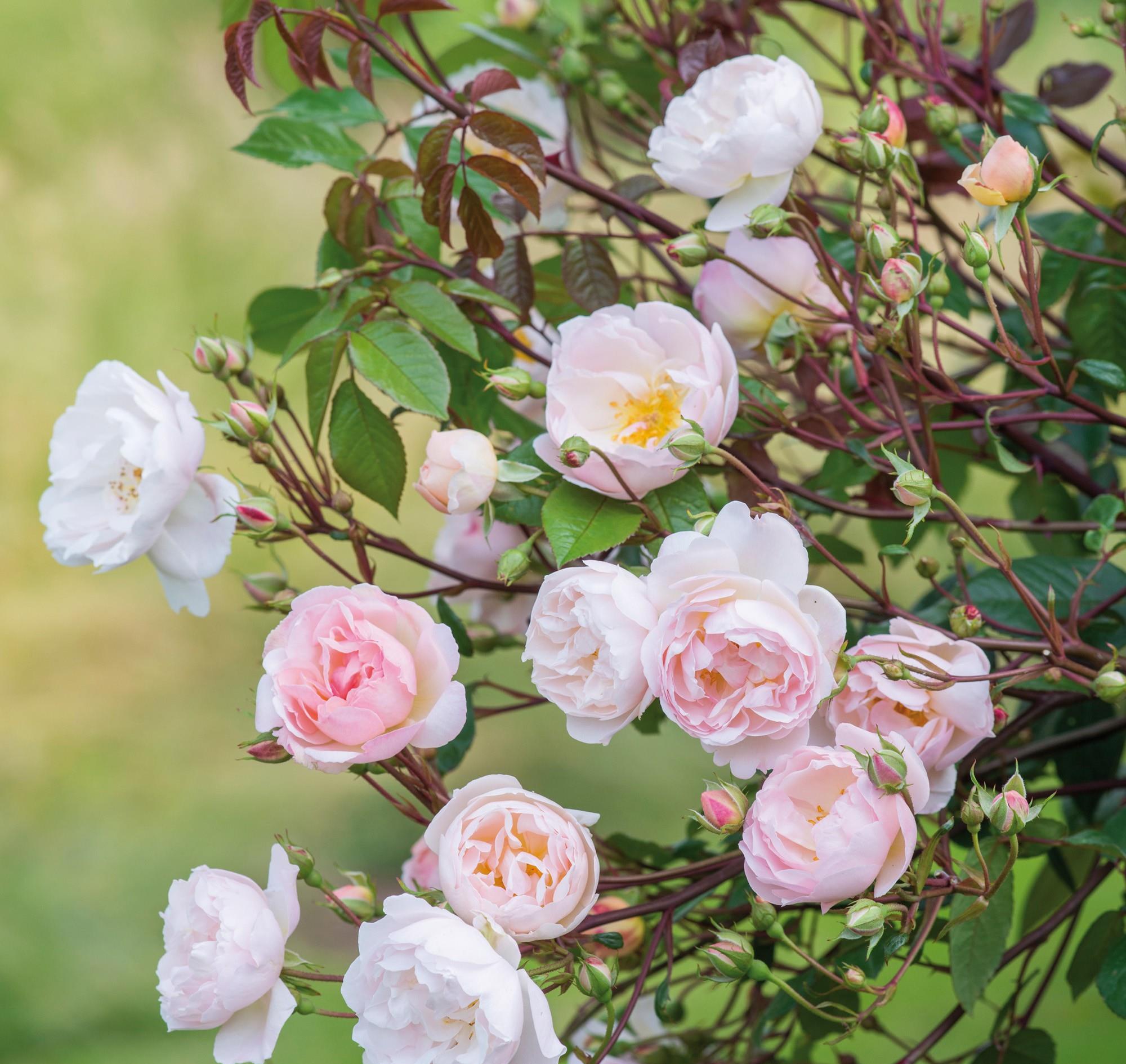 家中养花必养的3种花,不输牡丹,花期长,植株低矮,盆栽也可以