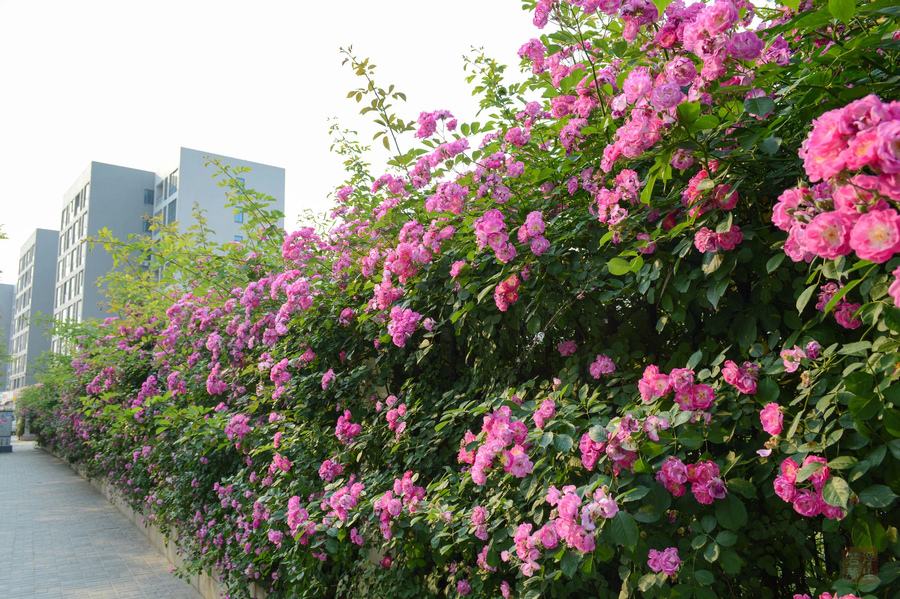 种爬墙花个个鲜艳大方一开就成花海值得养