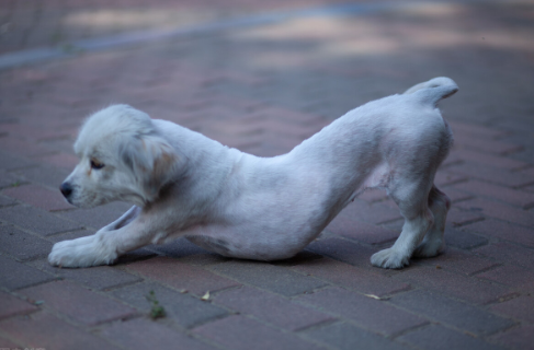 狗"伸懒腰"的几大含义,你都知道哪些呢?