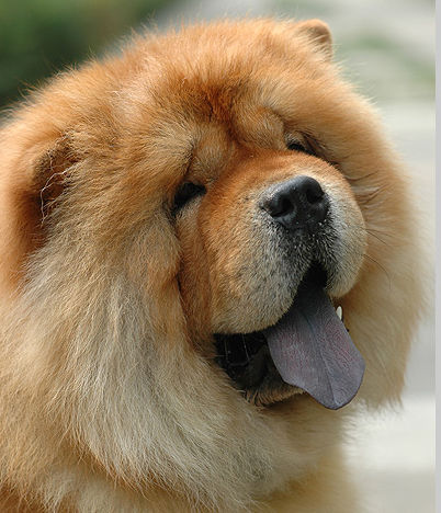 要想挑选到优秀的松狮幼犬,你要先了解松狮幼犬具有的12个特征!