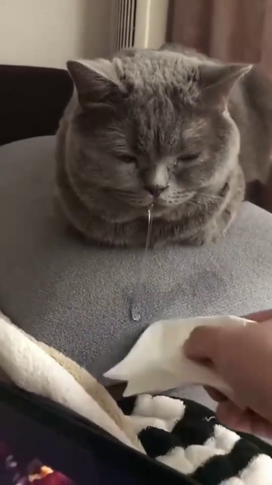 猫咪睡觉还流口水,这是梦到多少小鱼干了,感觉馋的不行了!_新浪新闻