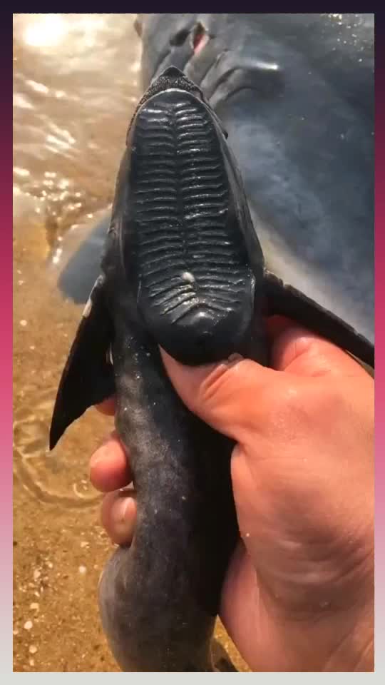 大海里最懒的鱼就是鞋垫子鱼