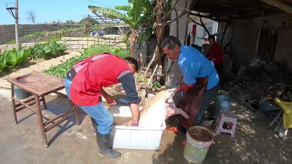 农村香猪肉质不一般，阿阳整来一头宰杀，这方法干净利落，学到了_新浪新闻