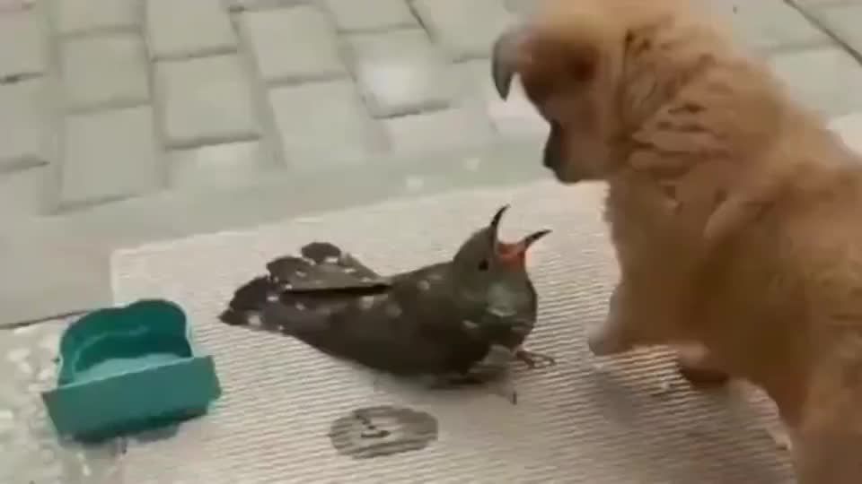 家里养了一只美国小奶狗和麻雀,俩二货天天在院子里吵架,这小模