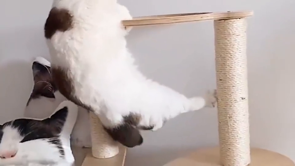 小猫咪在家做引体向上,顺带做了个绝育,网友:挺省钱
