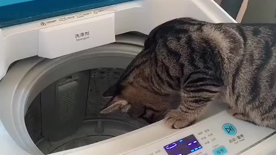 你们可能不信,我家狸花猫能自己开洗衣机洗衣服了