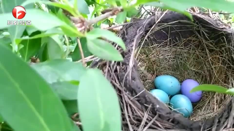 这只鸟对外来的鸟蛋也不排斥都是小生命