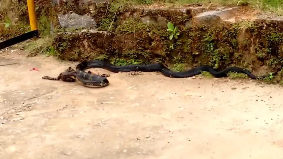 眼镜王蛇vs小蟒蛇,结局没有人能猜到