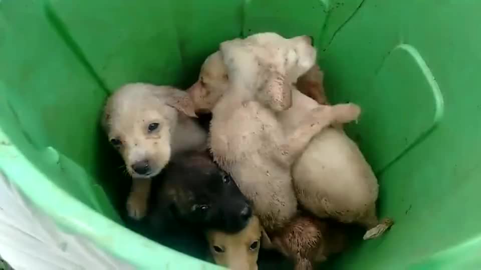 小奶狗被无情的扔在垃圾桶里空间小都挤在一起出不来